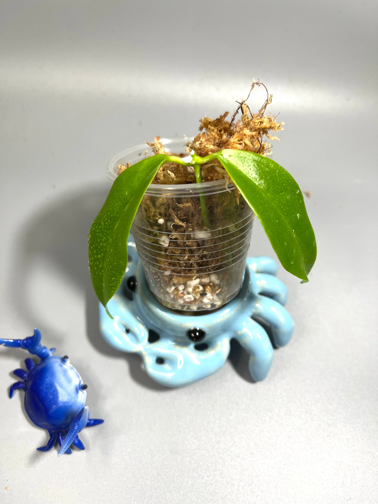 Hoya schneei - Unrooted