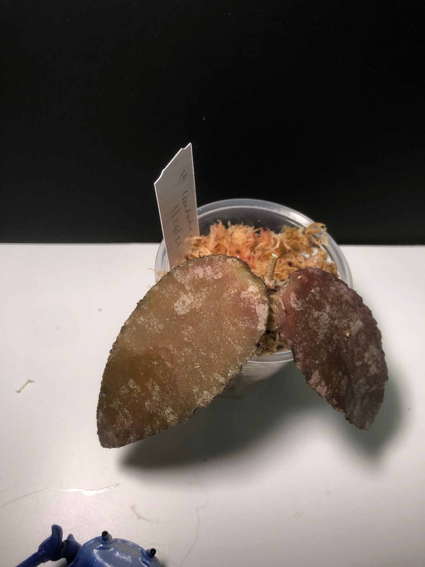 Hoya caudata Sumatra - fresh cutting