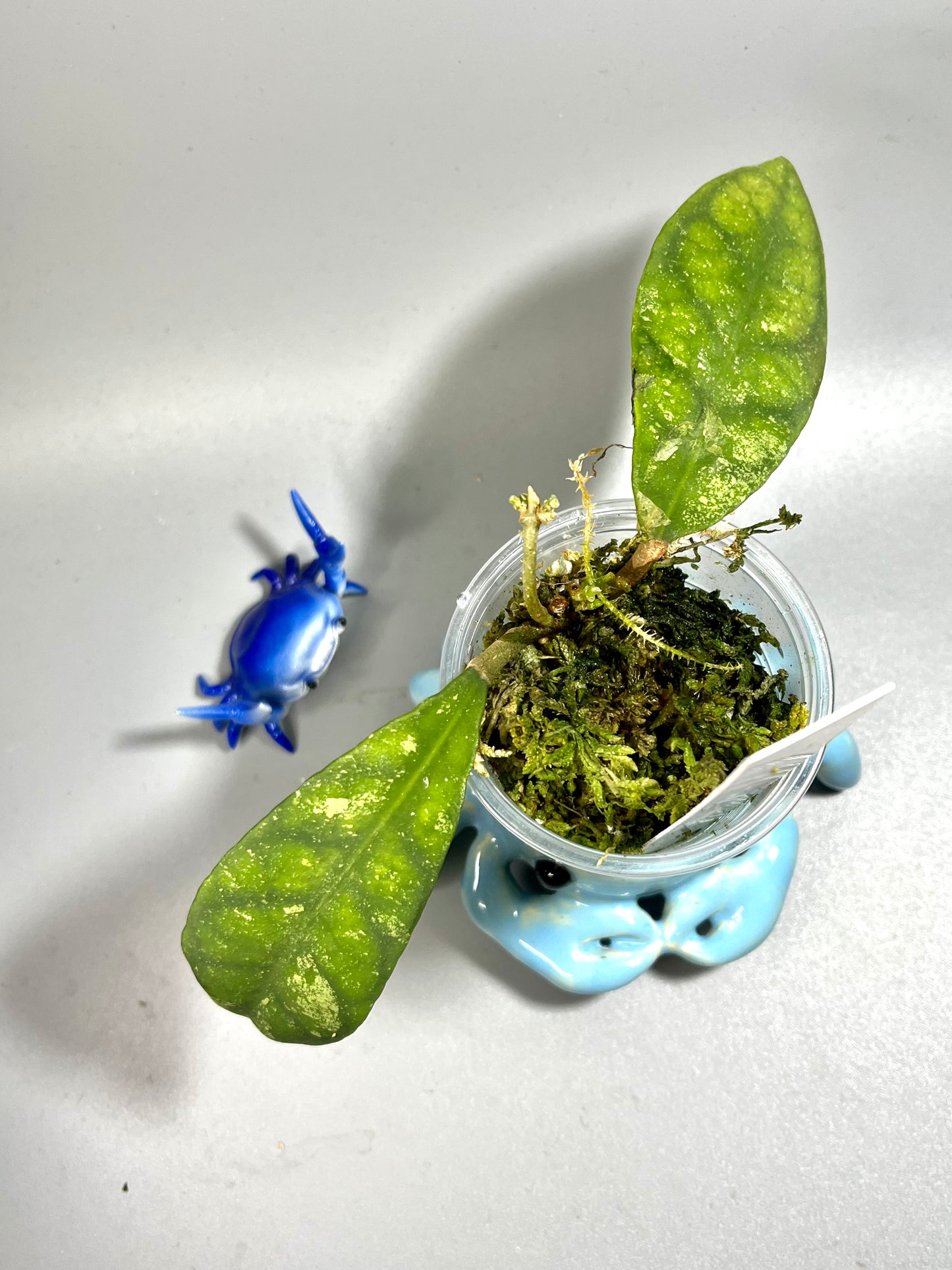 Hoya corneri - has some roots