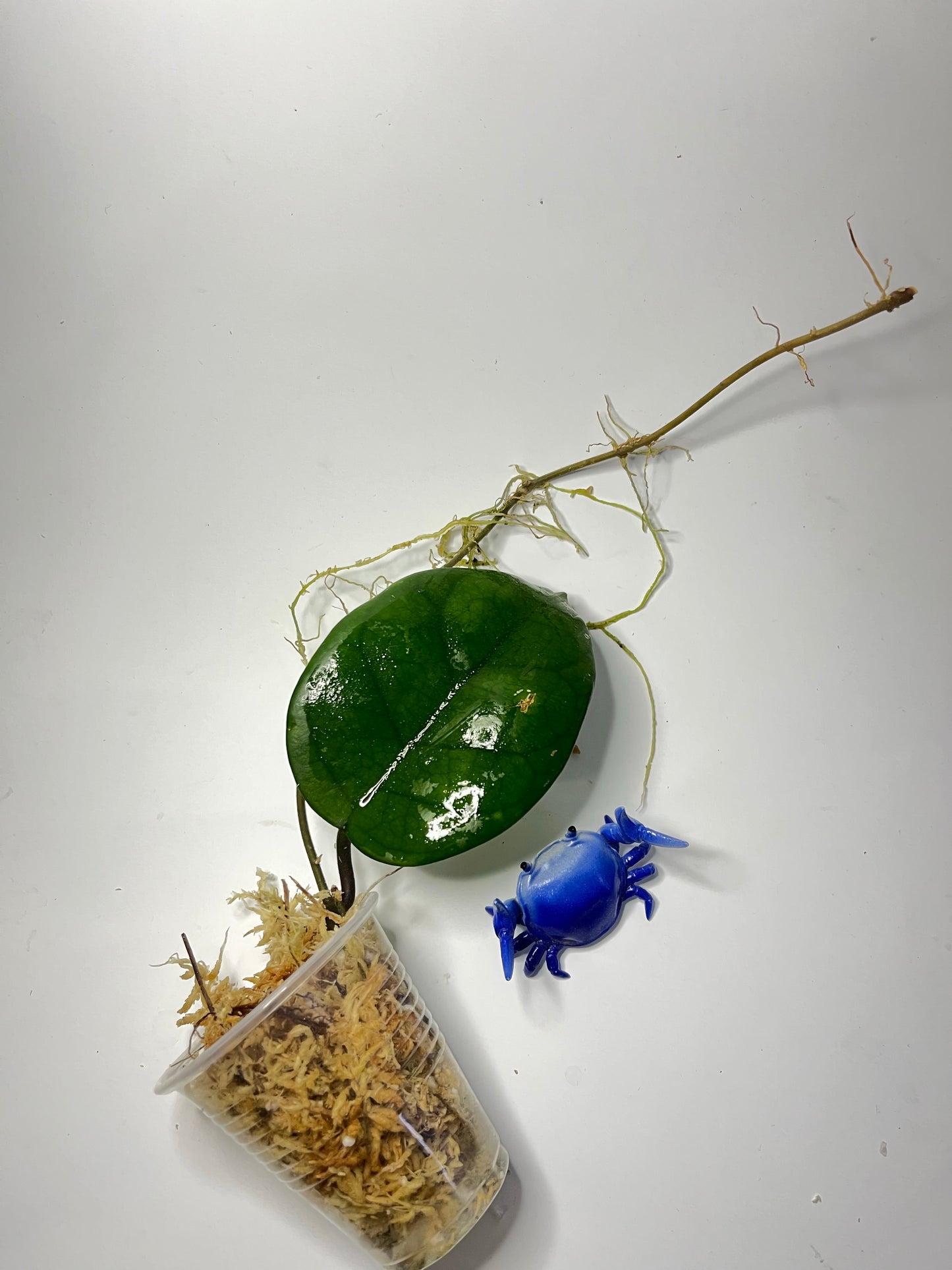 Hoya motoskei - unrooted