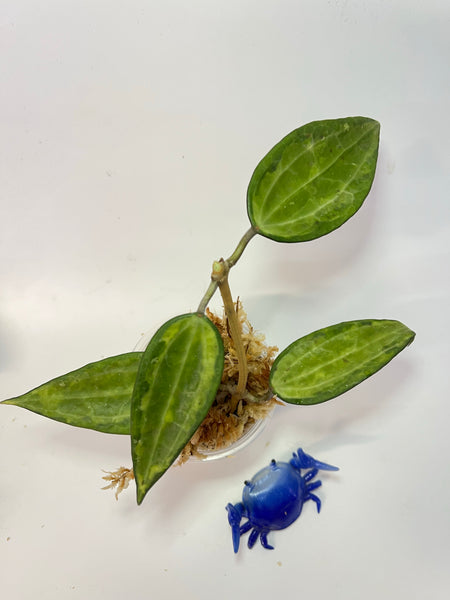 Hoya macrophylla pot of gold - Unrooted