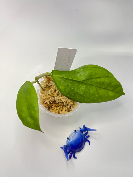 Hoya surisa (nicholsoniae x cv golden eye) - unrooted