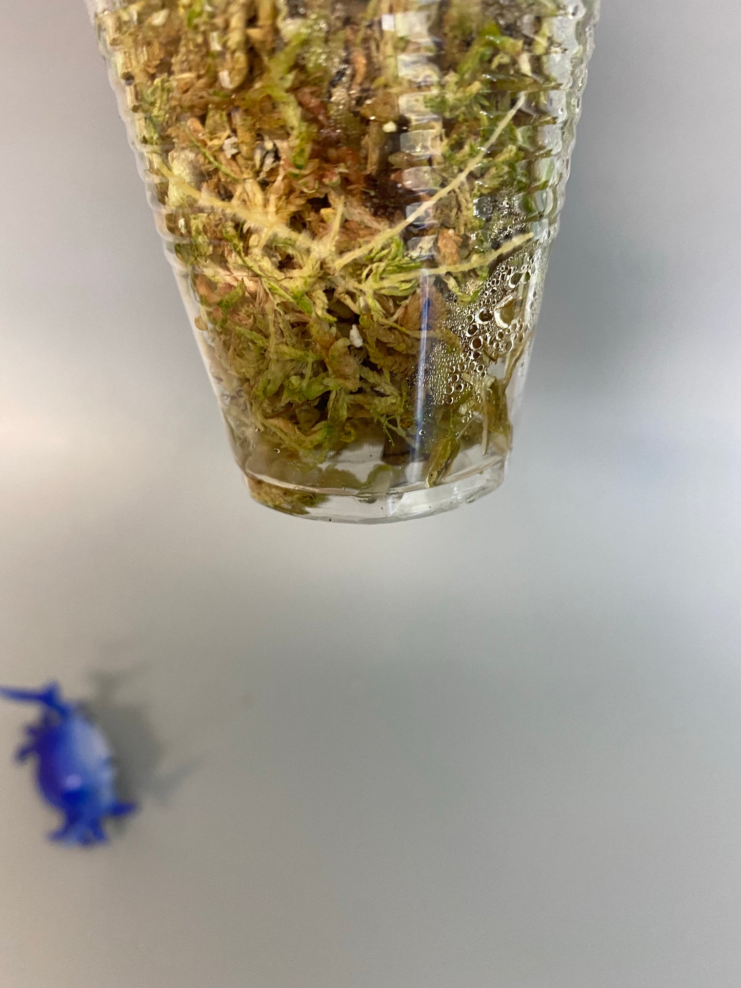 hoya polystachya - rooted