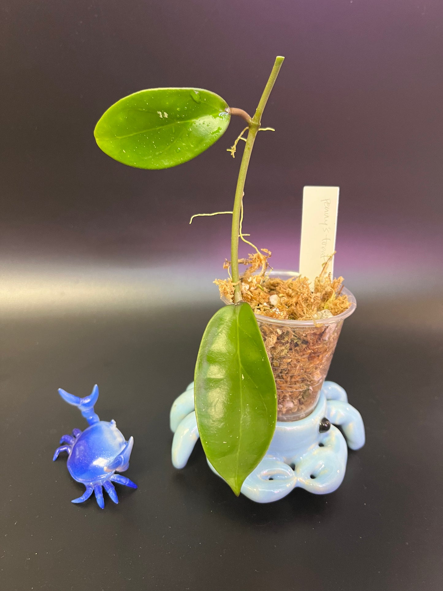 Hoya penny’s treat MB 1405B - Unrooted