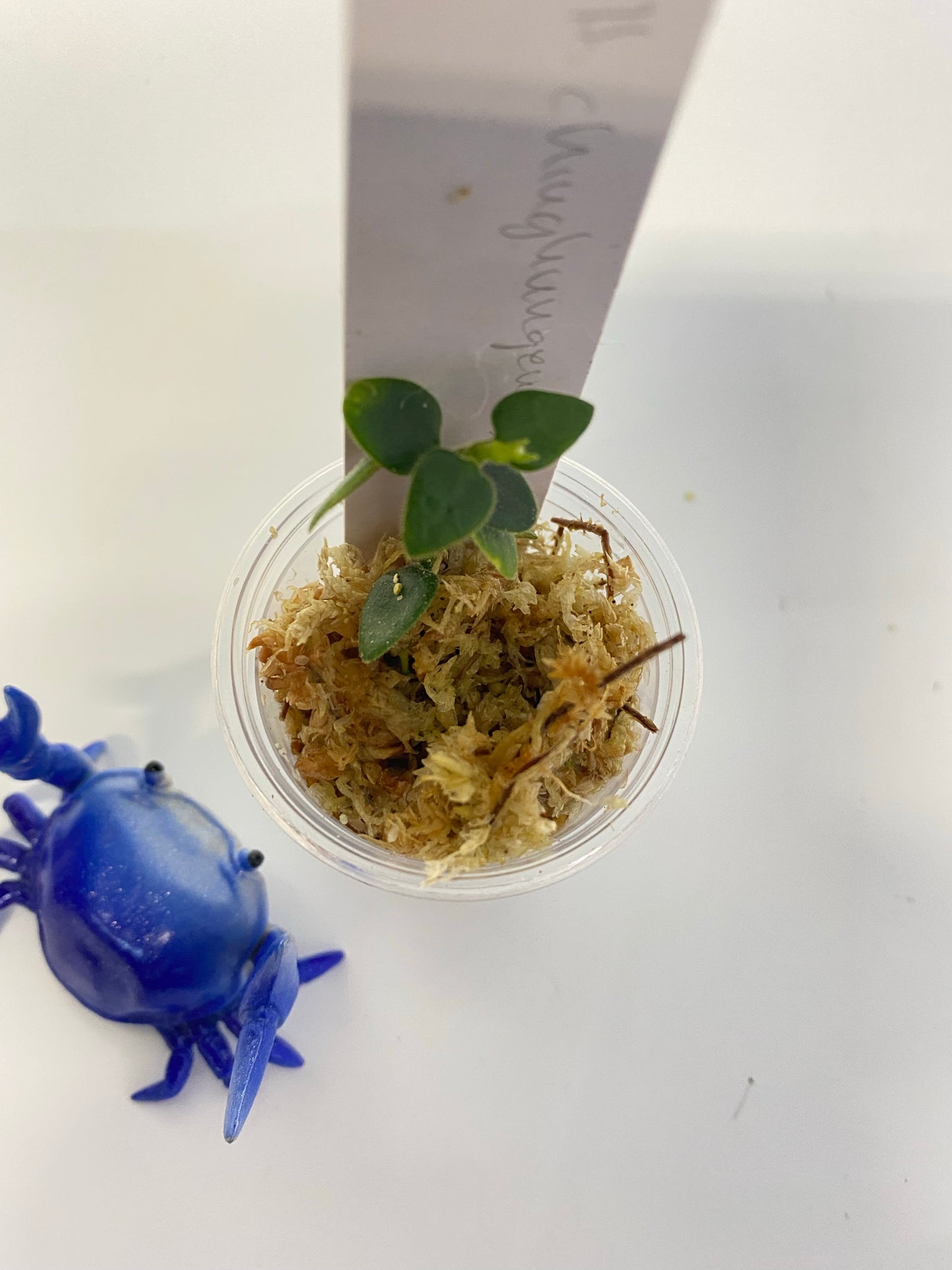 Hoya chinghungensis - active growth