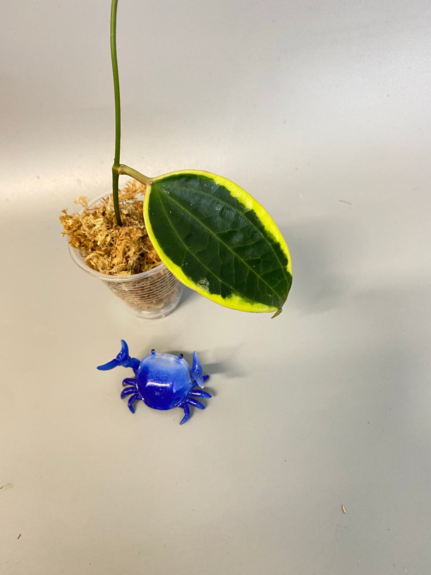 Hoya macrophylla variegata - Unrooted