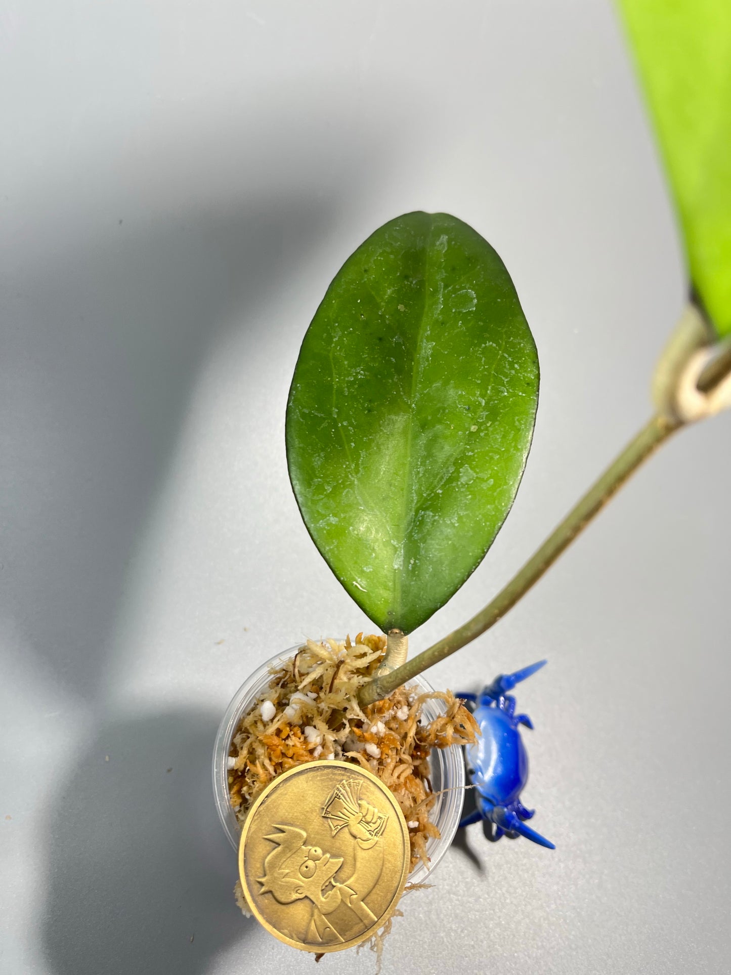 Hoya AF02 - pachyclada x vitellina - Unrooted