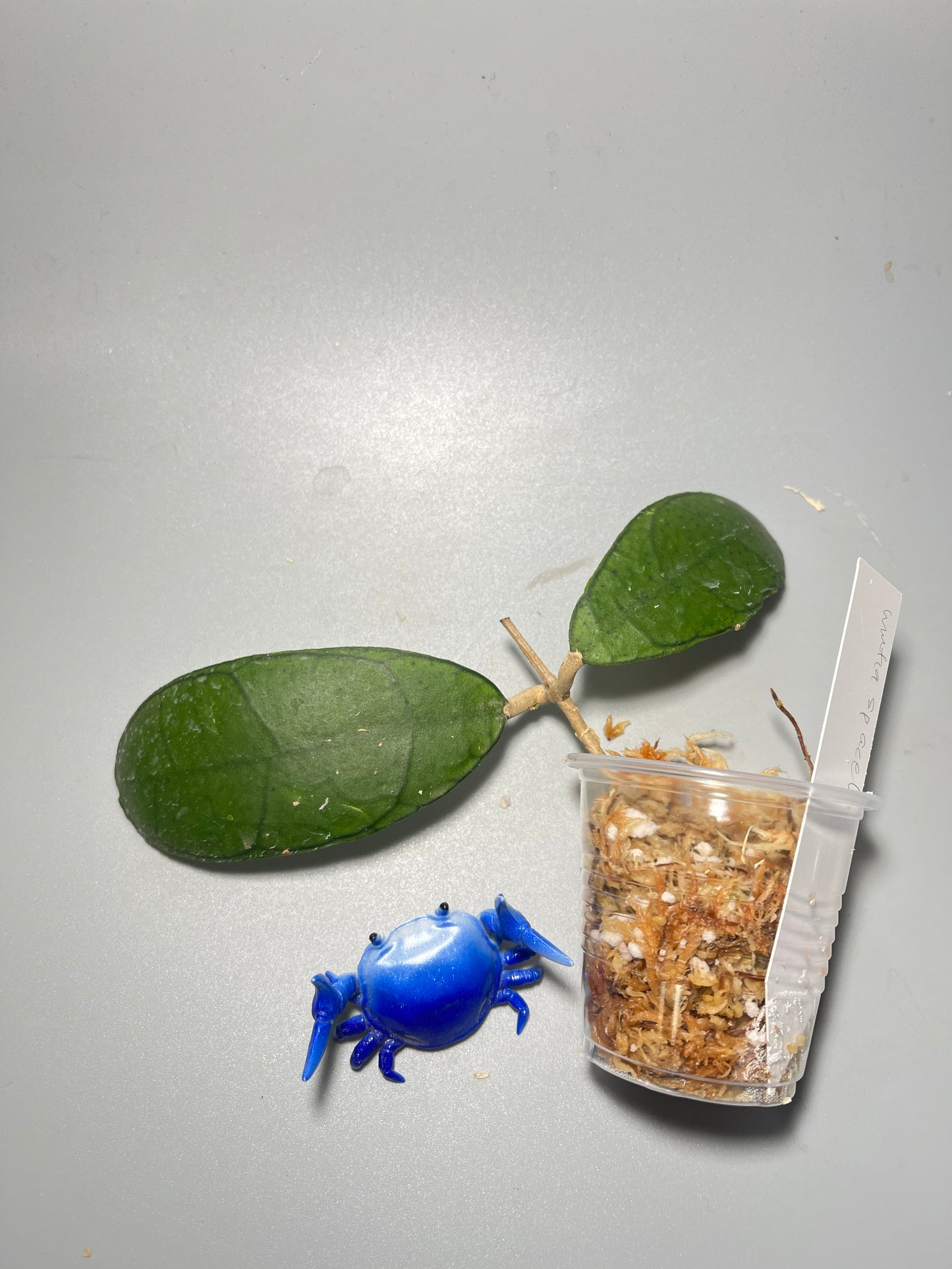 Hoya mutia sp aceh - Unrooted