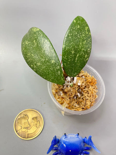 Hoya epc 600 / epc-600 - 2 nodes - has short stem Unrooted