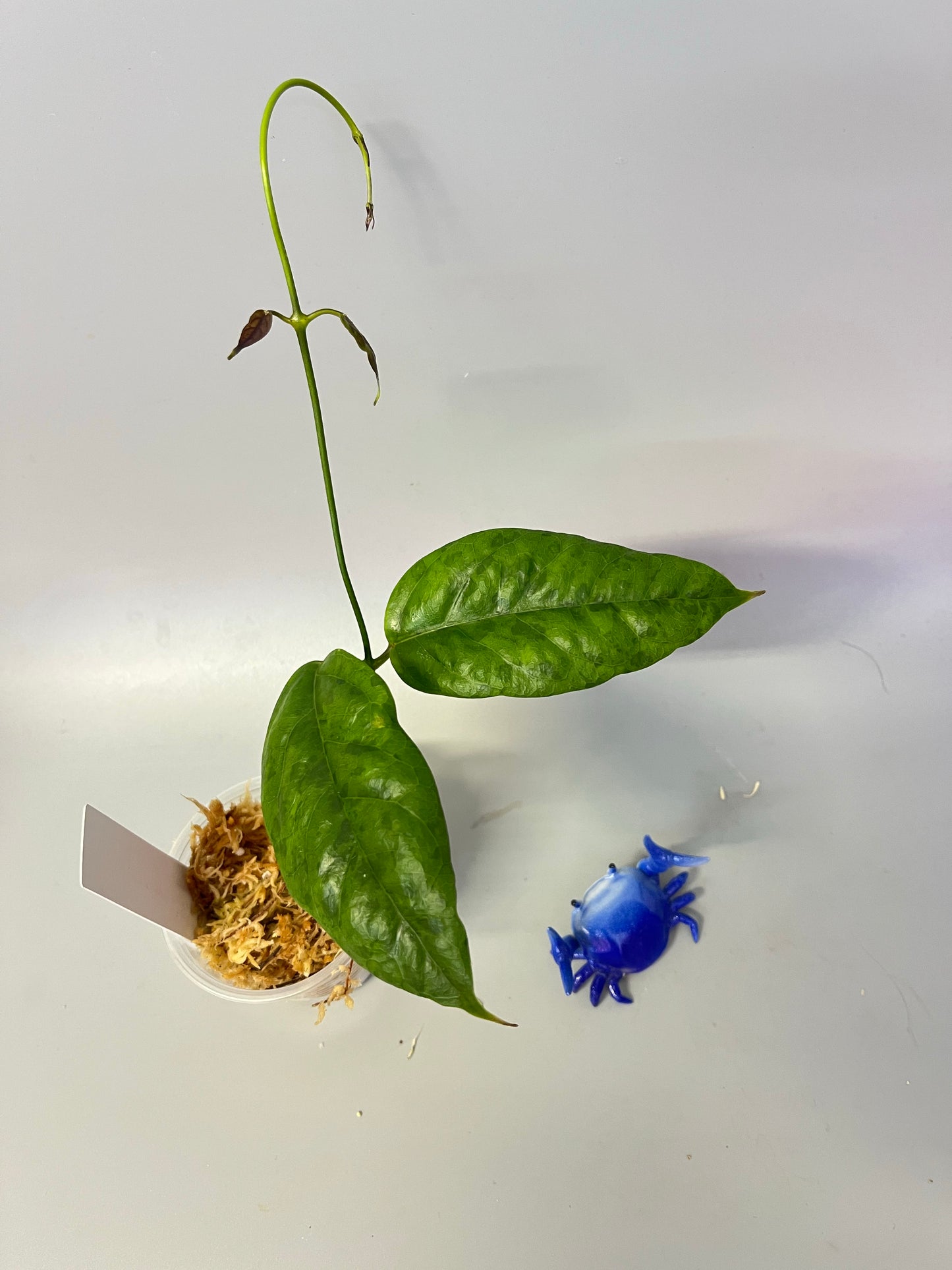 Hoya chewiorum - Unrooted