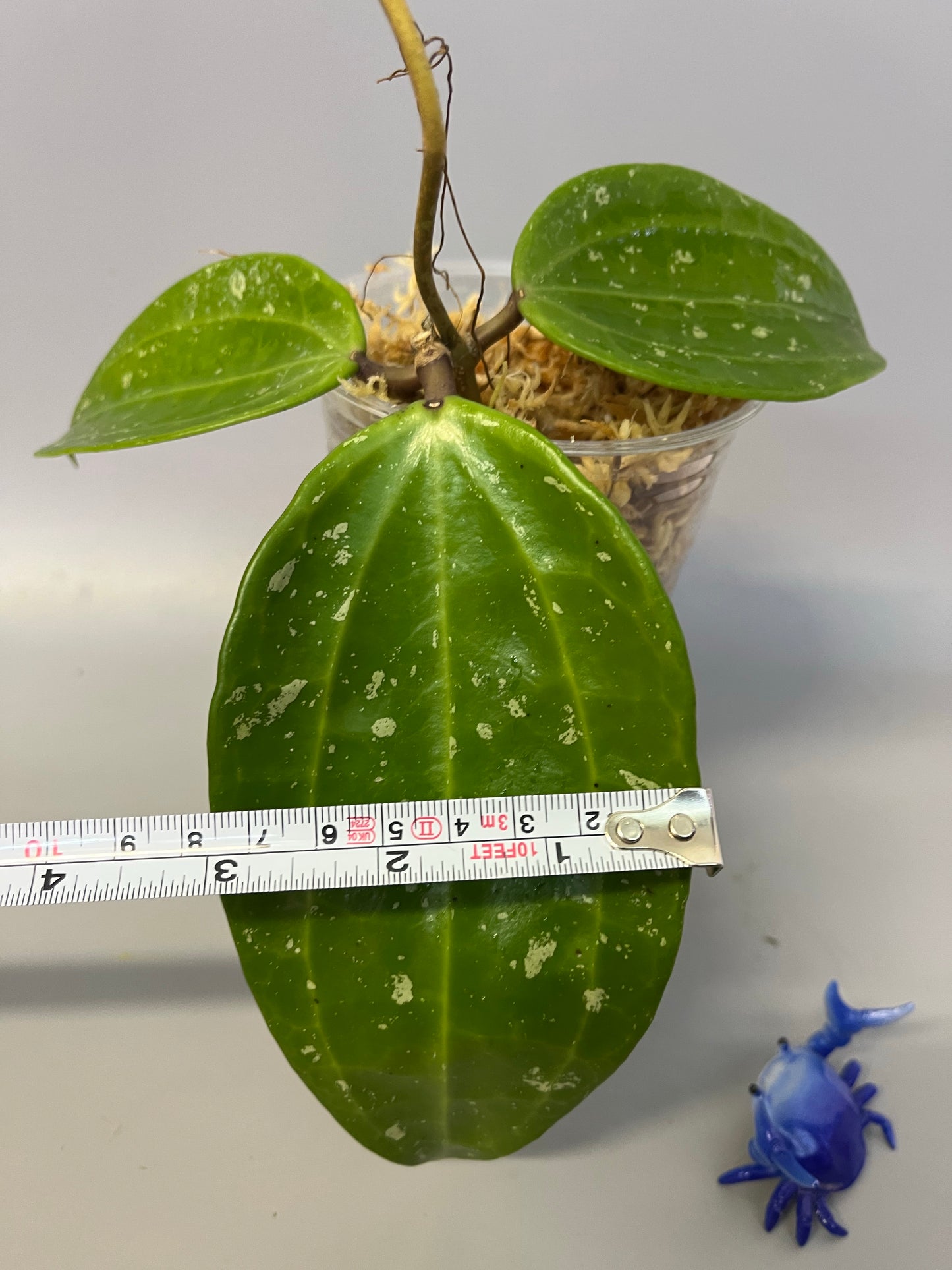 Hoya rangae huge leaf - has some roots