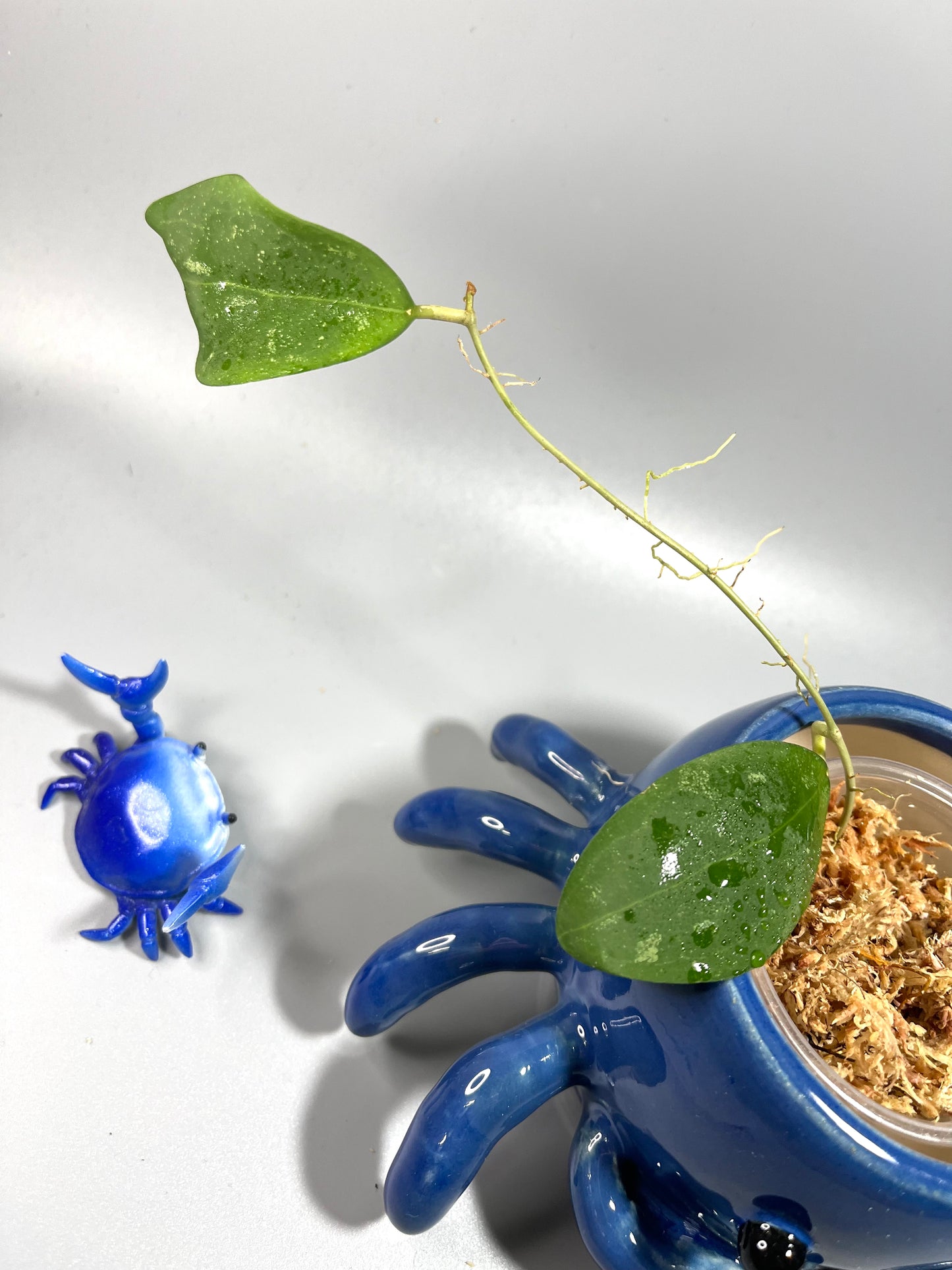 Hoya erythrostemma pink corona - Unrooted