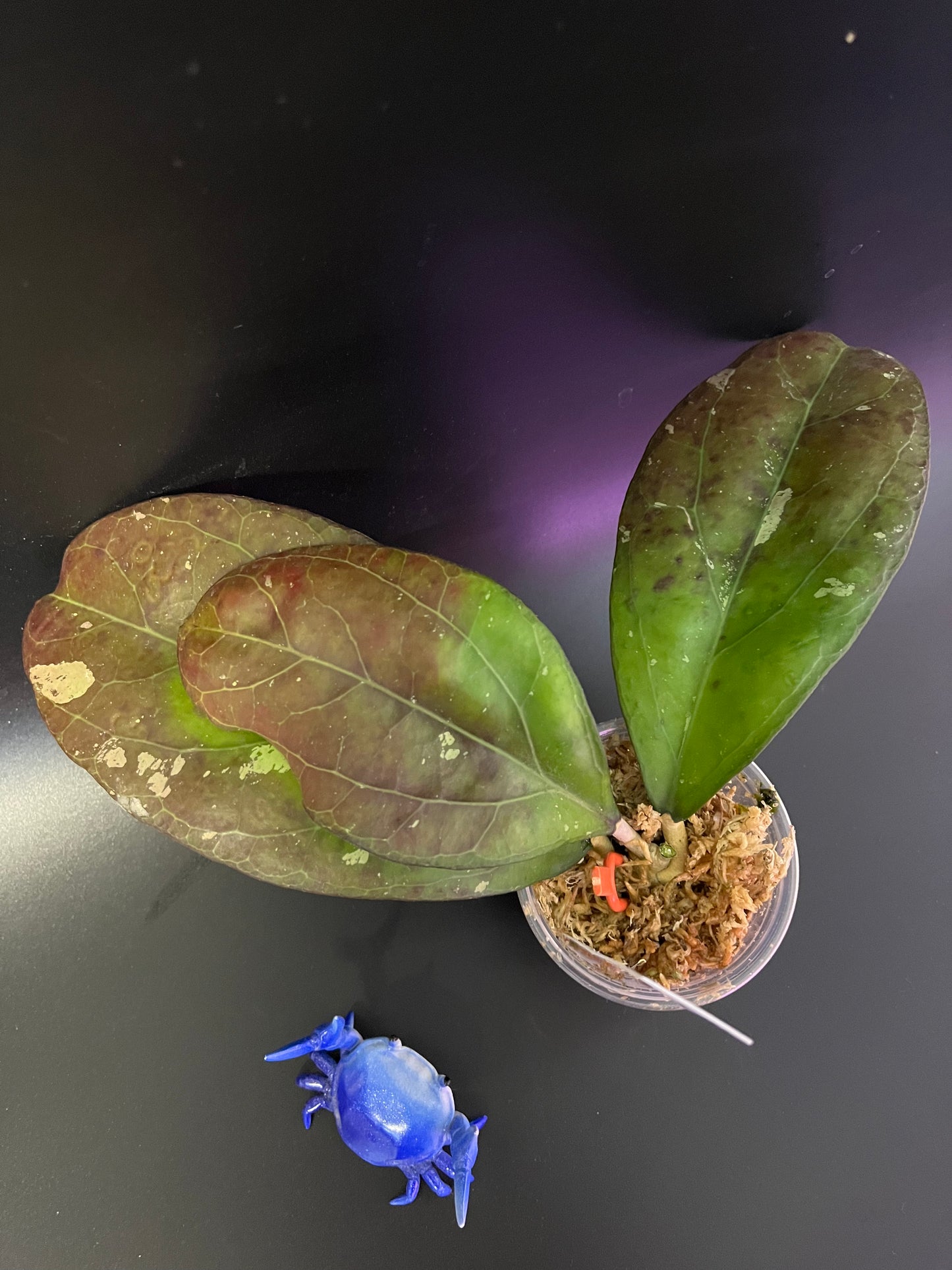 Hoya AH041/ ah-041- Unrooted