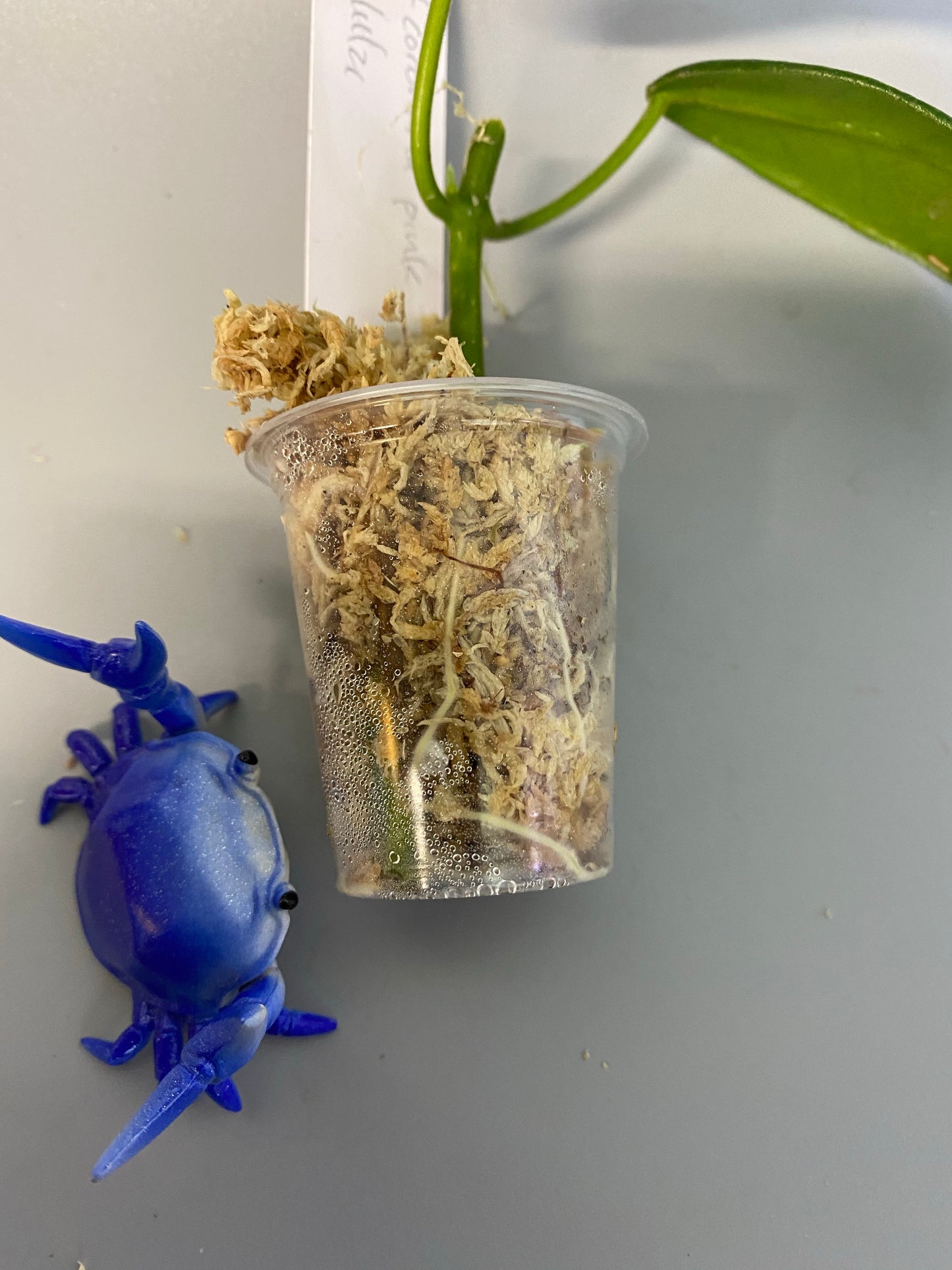 Hoya coronaria pink -has some roots