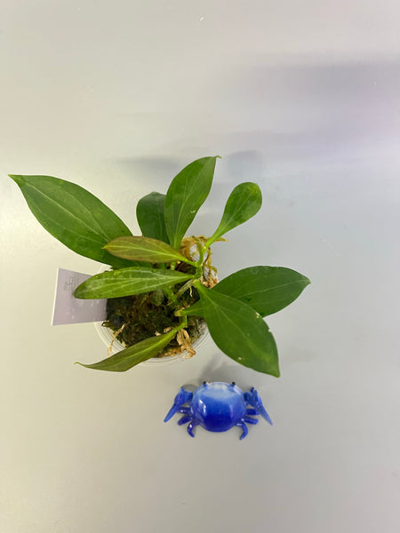 Hoya sp aff Hellwigiana - active growth