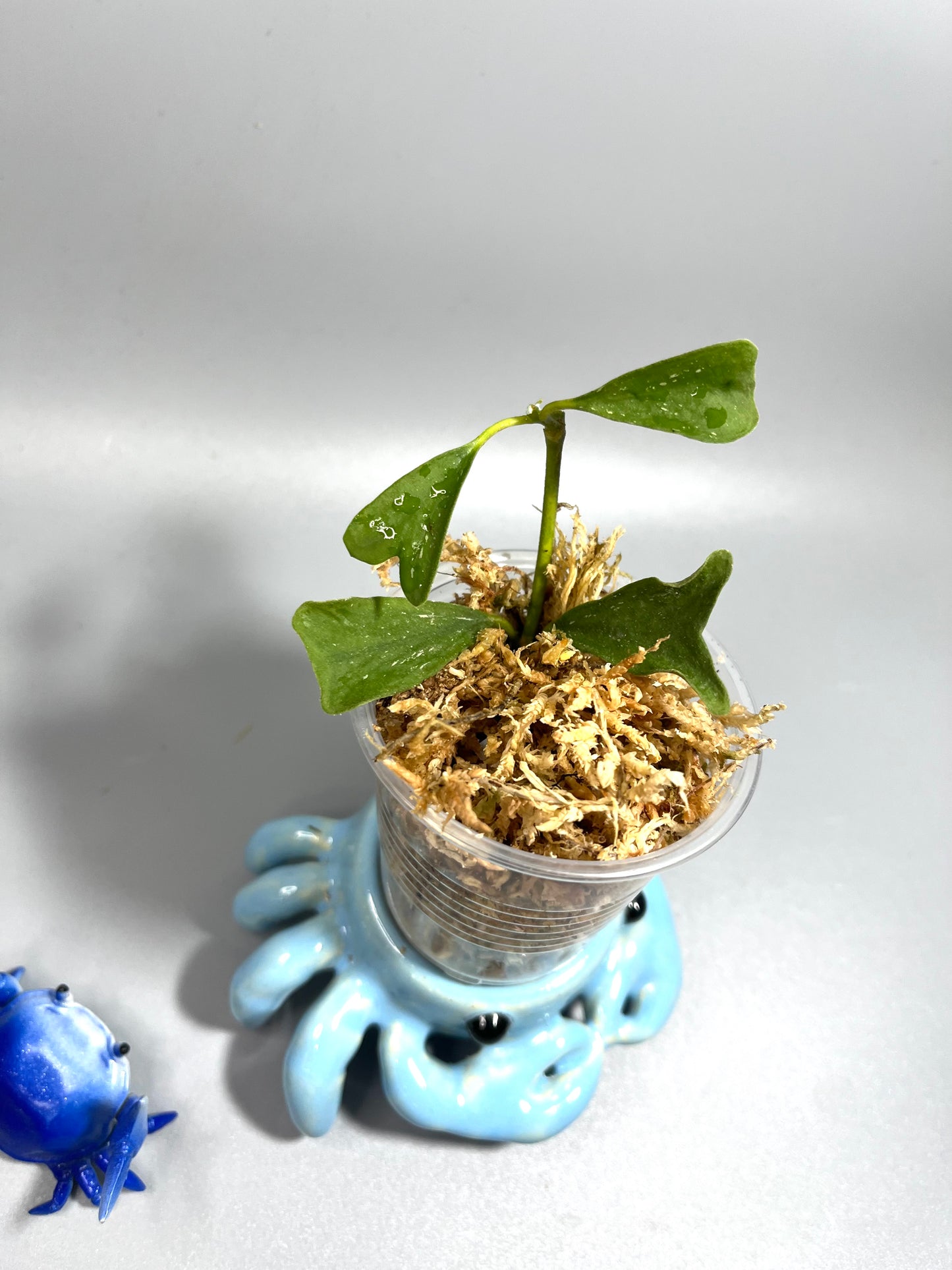 Hoya manipurensis - Unrooted