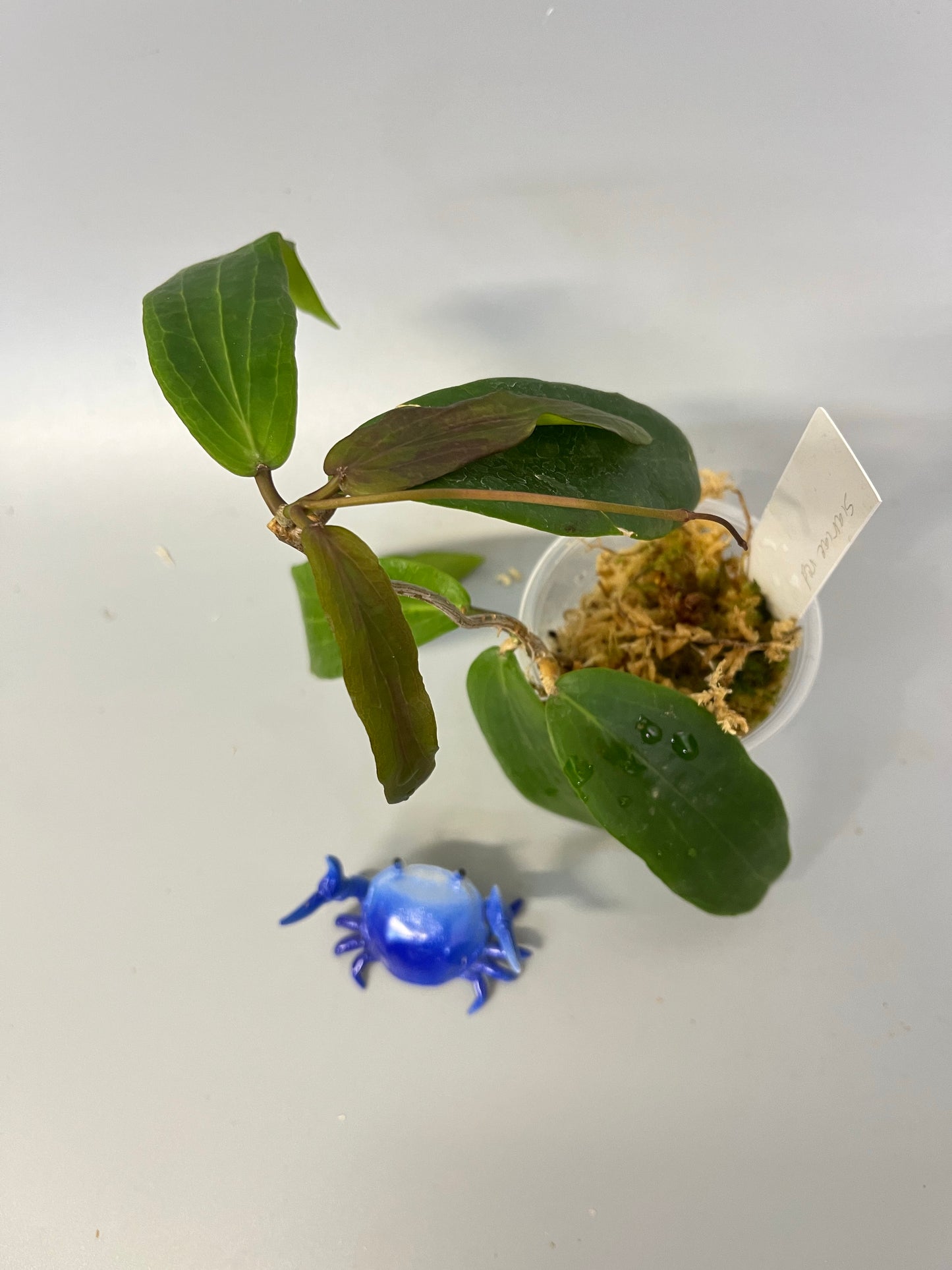 Hoya siariae red - active growth