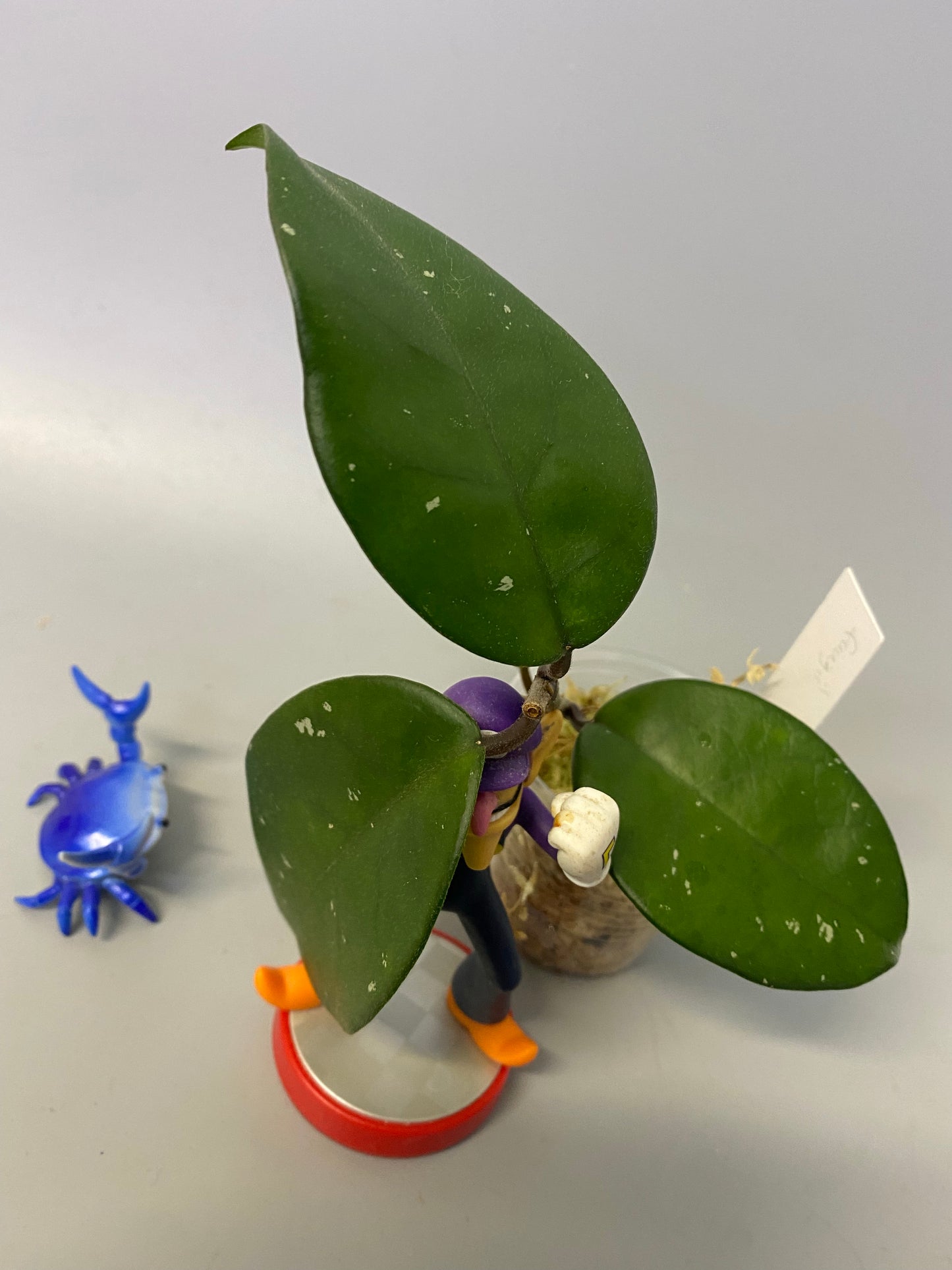 Hoya fungii - has some roots