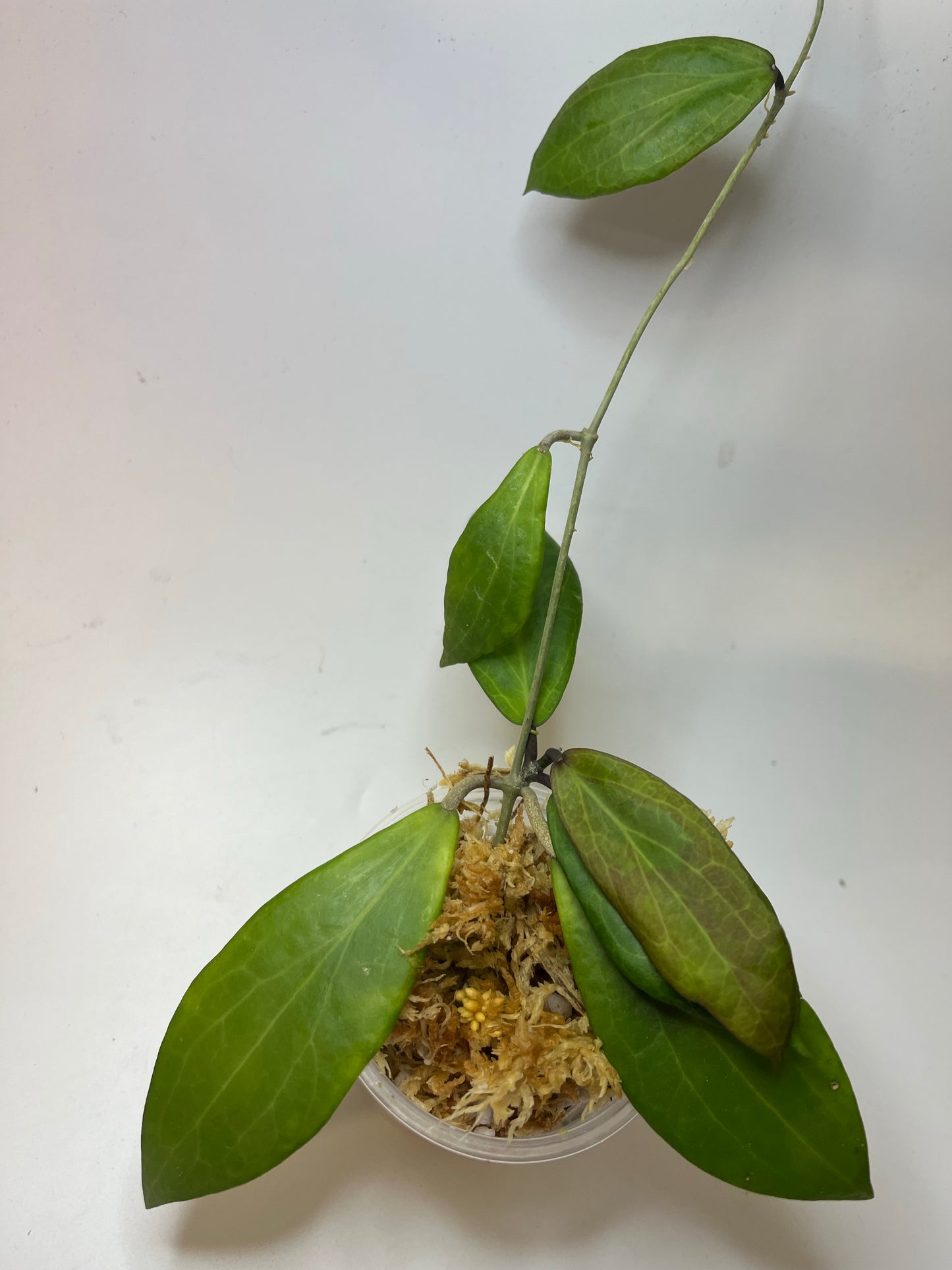 Hoya sp MPR IML 1866 - Unrooted