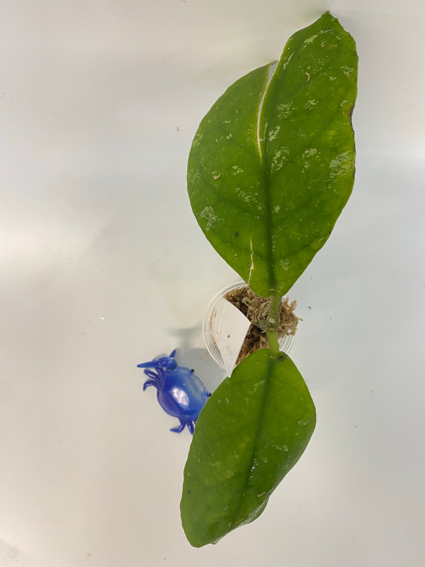 Hoya mitrata with splash - rooted