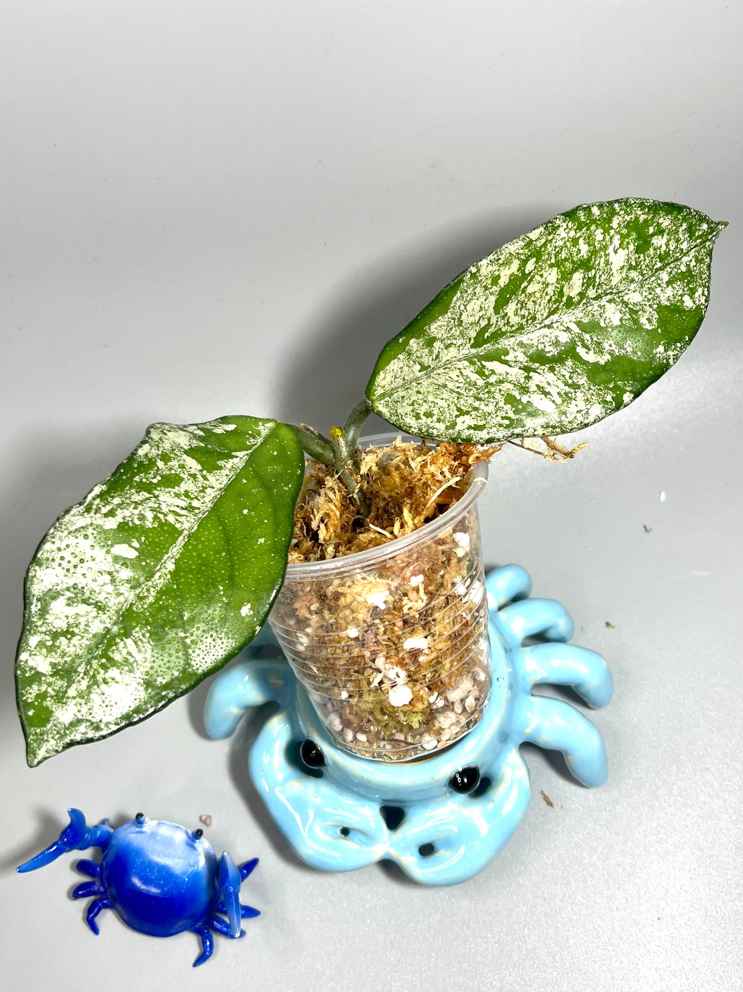 Hoya carnosa freckles splash - unrooted