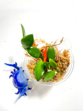 Hoya cv mini pixie - active growth