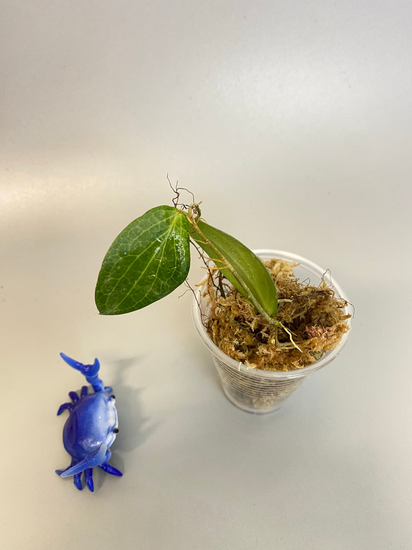 Hoya fitchii - orange - just starting to root