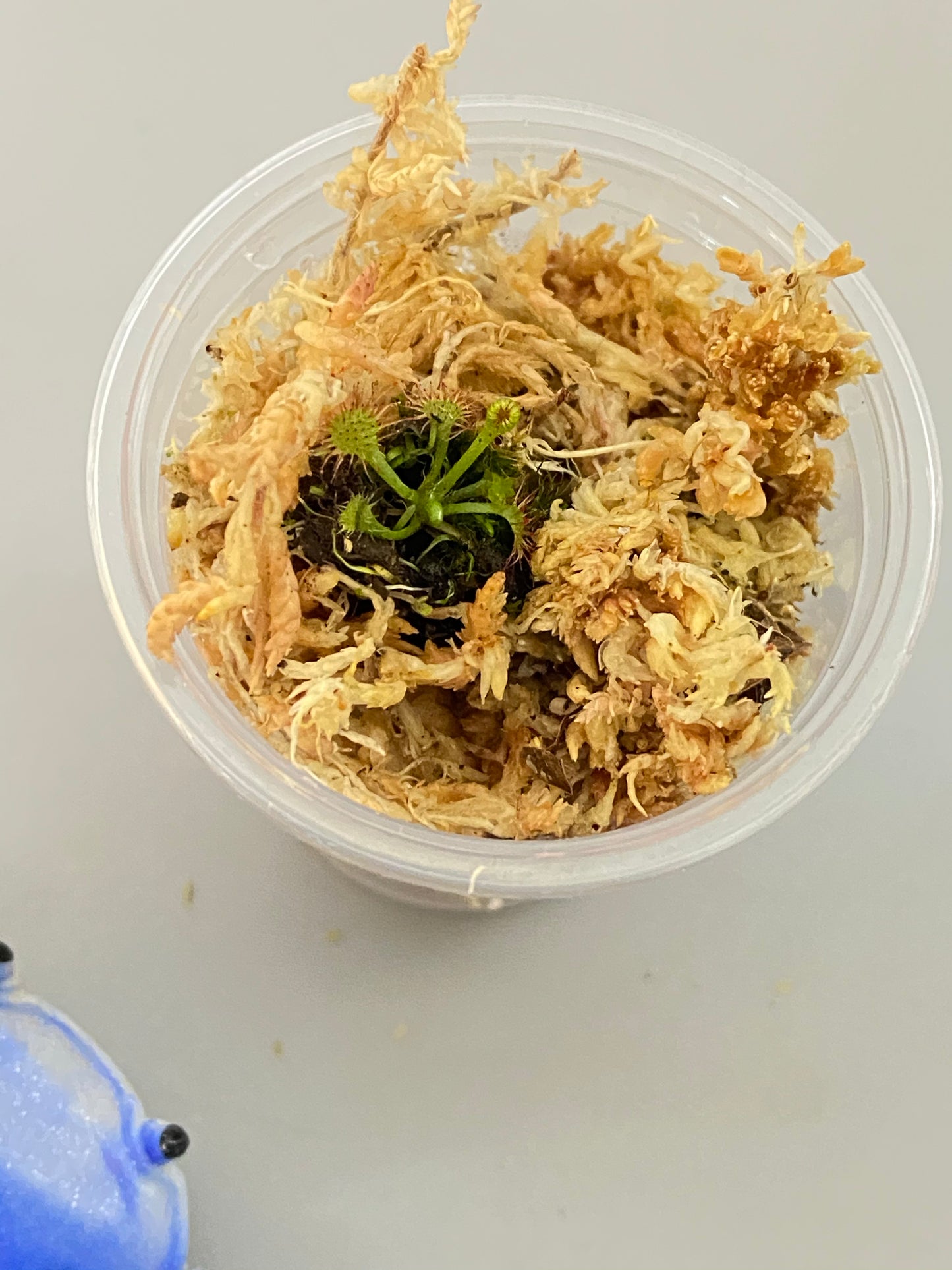 Sundew - free add-on