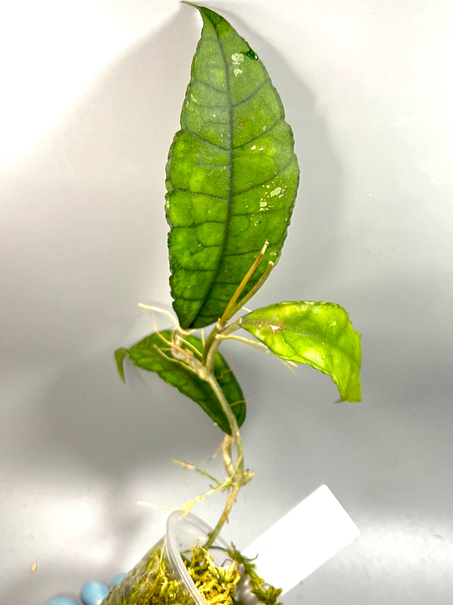 Hoya Nong nooch - Iml 1541 - active growth