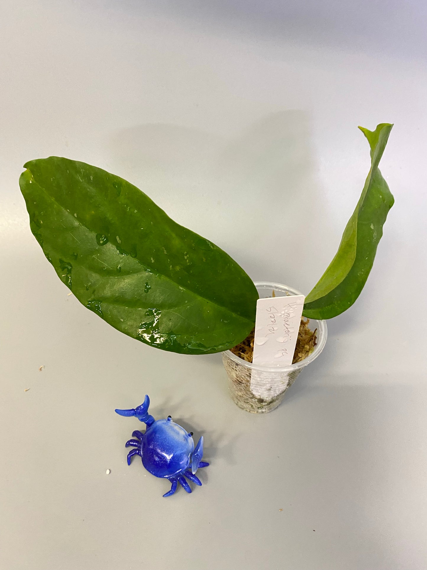 Hoya praetorii - has some roots