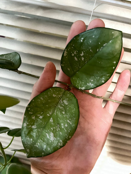 Hoya carnosa freckles splash - fresh cut 1 node - unrooted