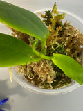Hoya darwinii pink - active growth