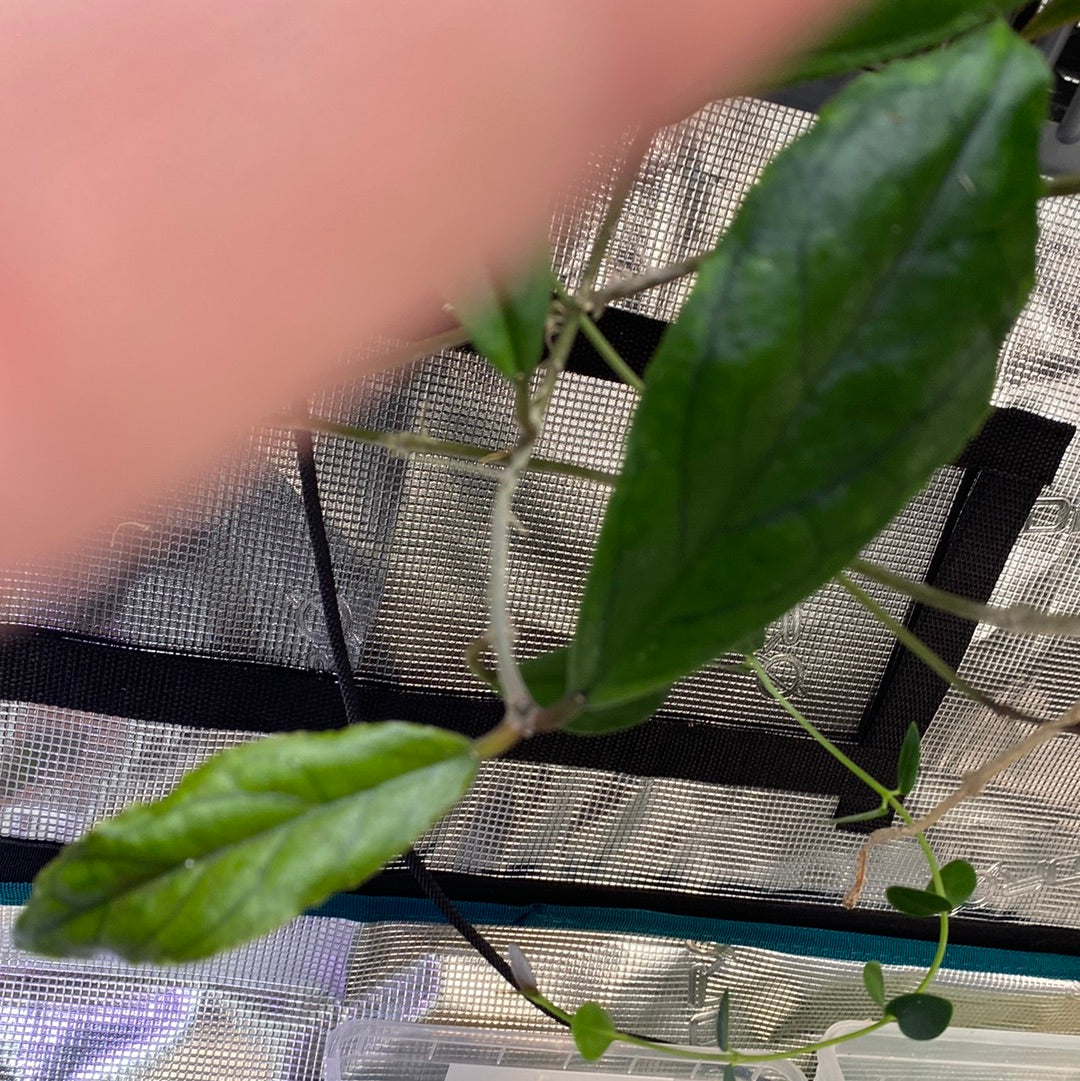 Hoya ranauensis - fresh cutting 2 nodes unrooted