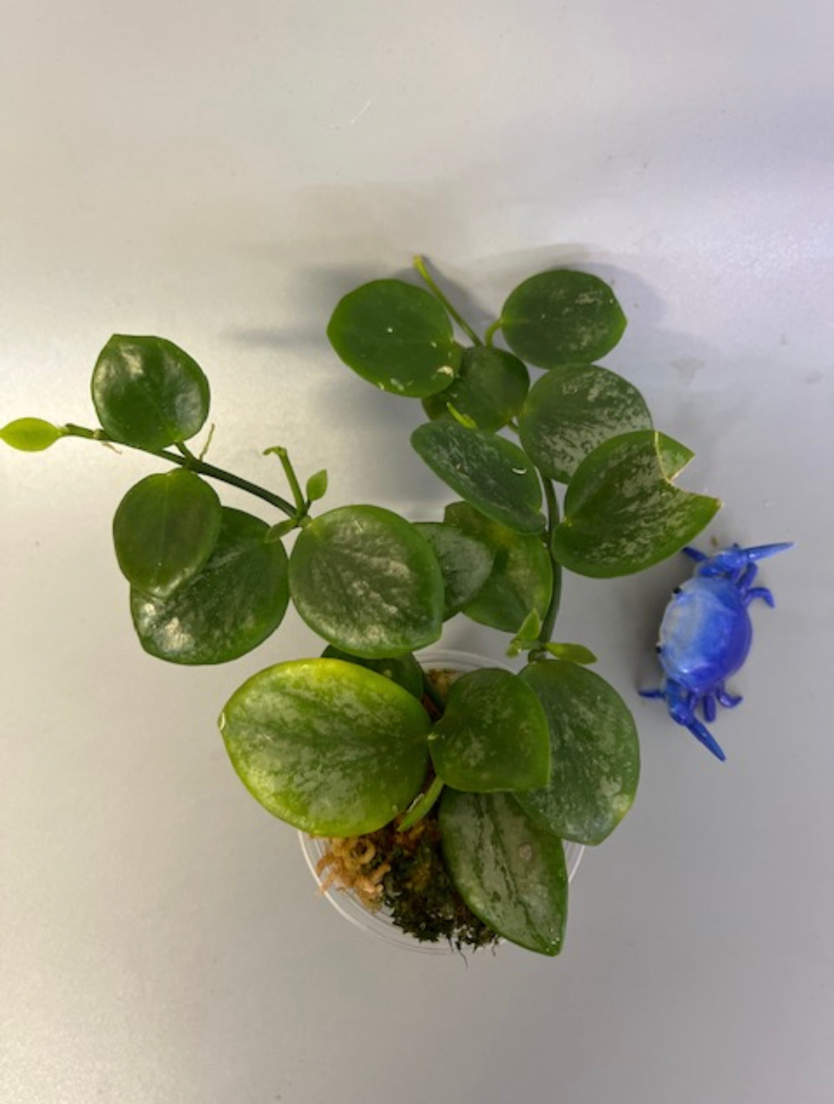 Hoya biakensis splash - active growth