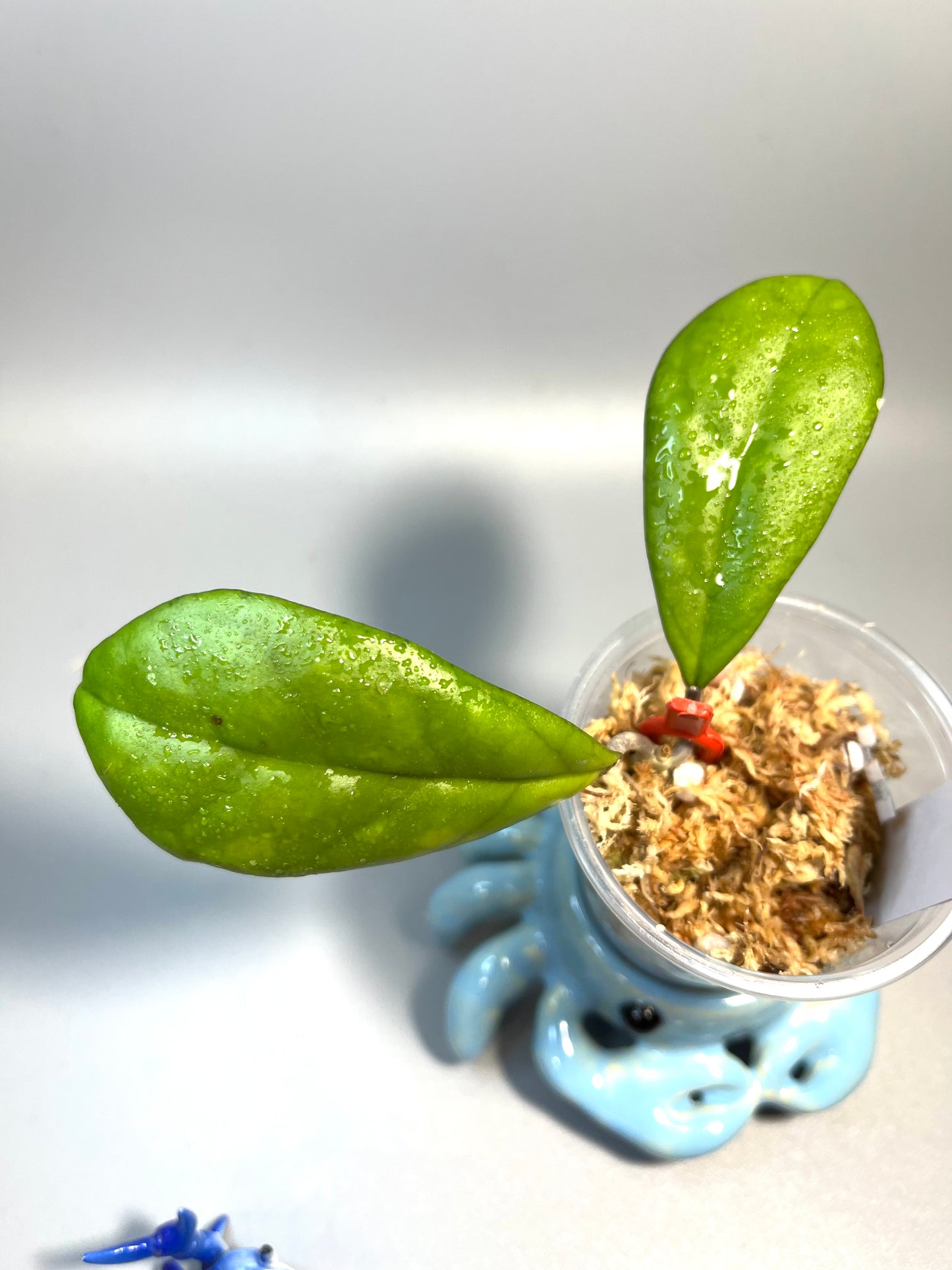 Hoya mutation from deykeae - Unrooted