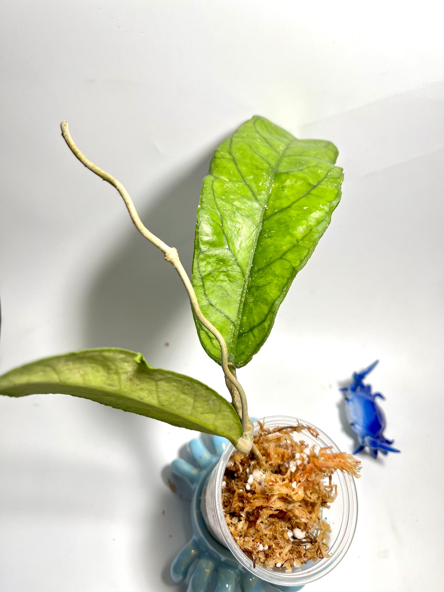 Hoya alyona - Unrooted