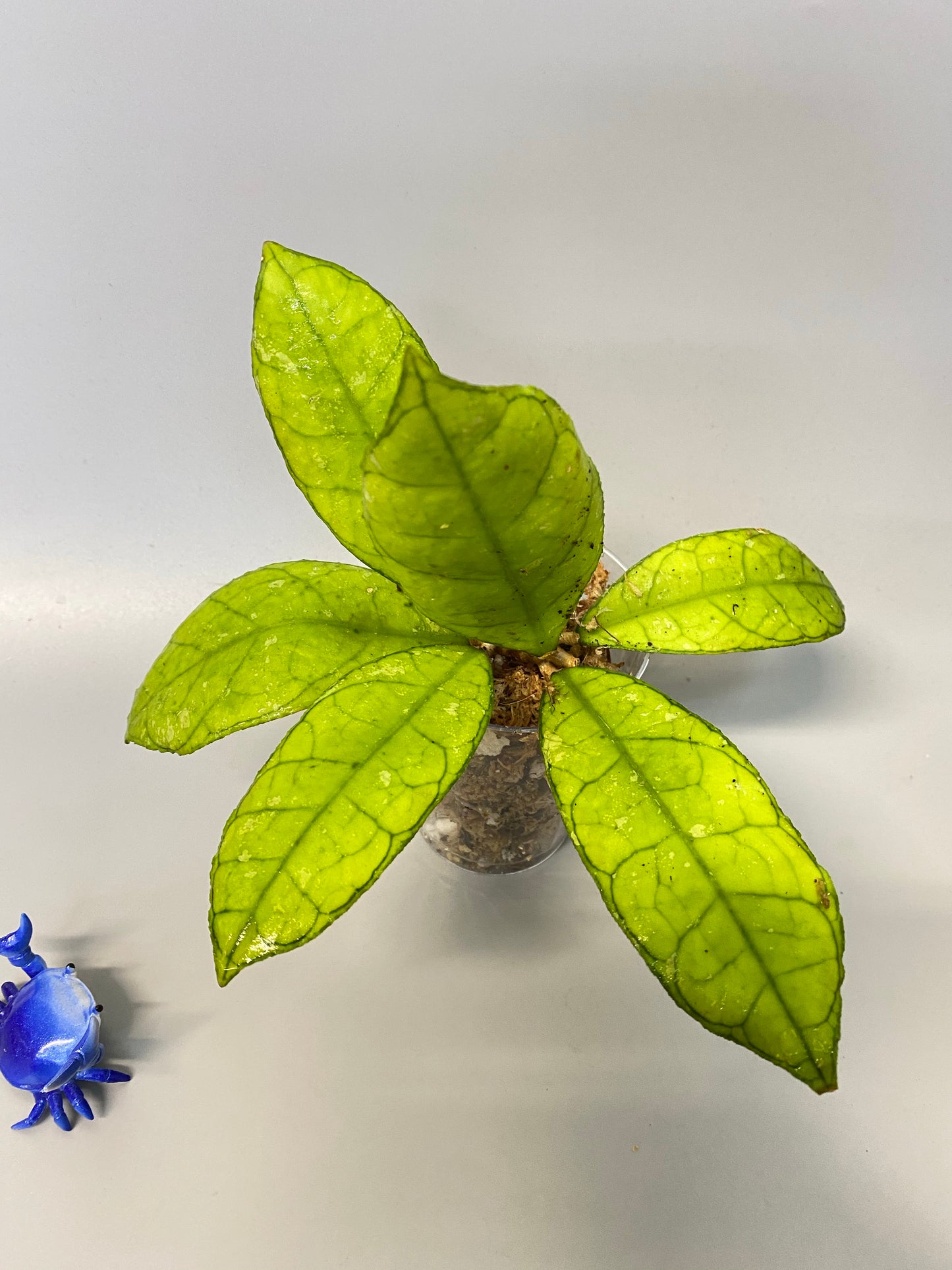 Hoya finlaysonii snow splash - some roots