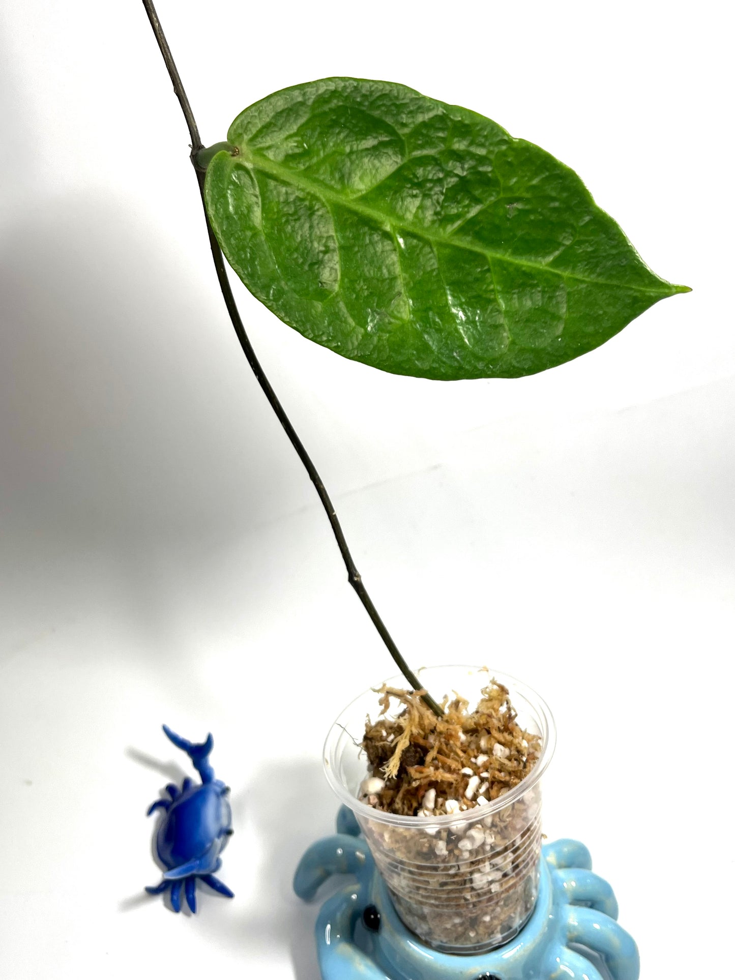 Hoya megalaster - Unrooted