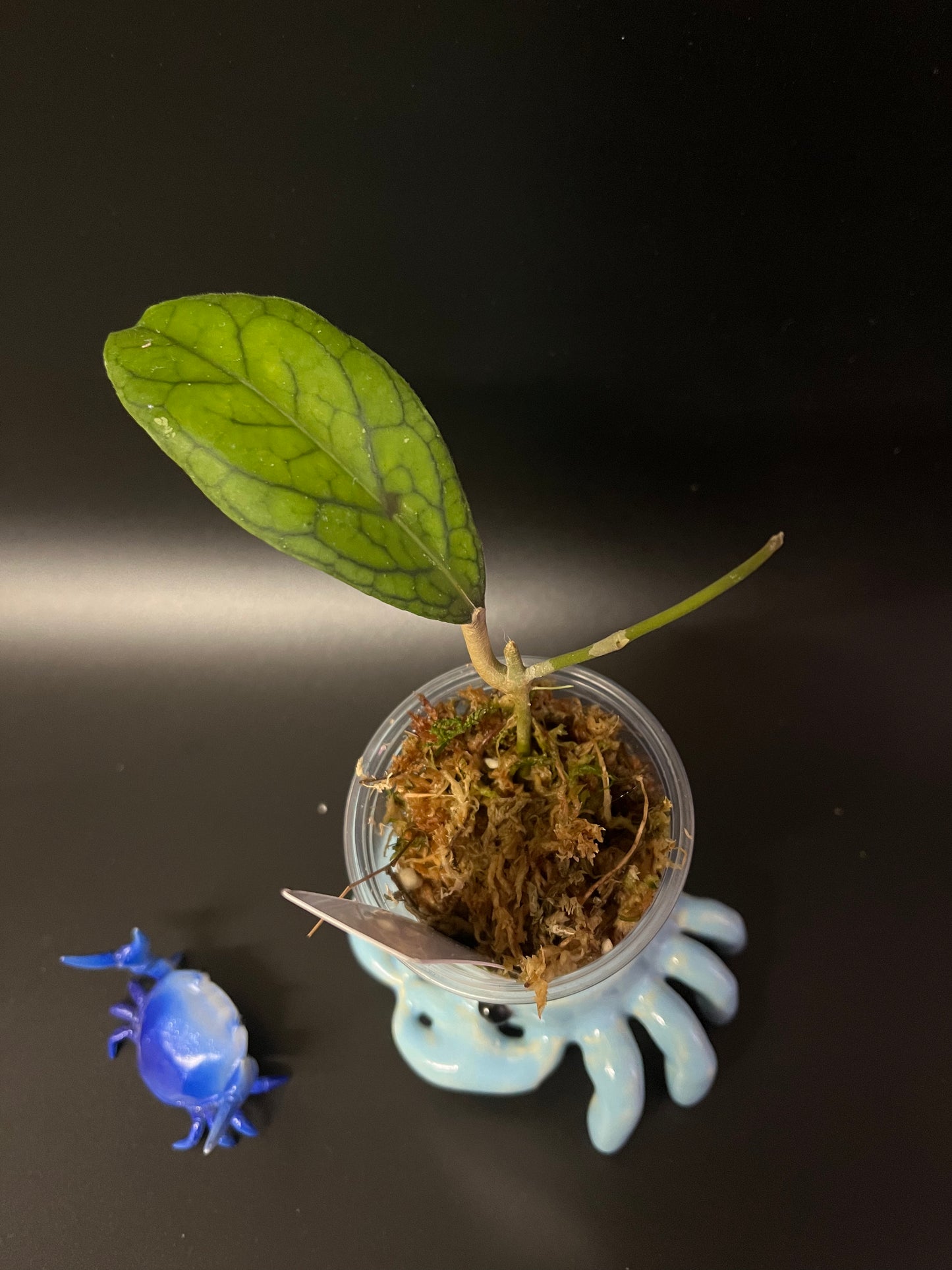 Hoya tanggamus - unrooted