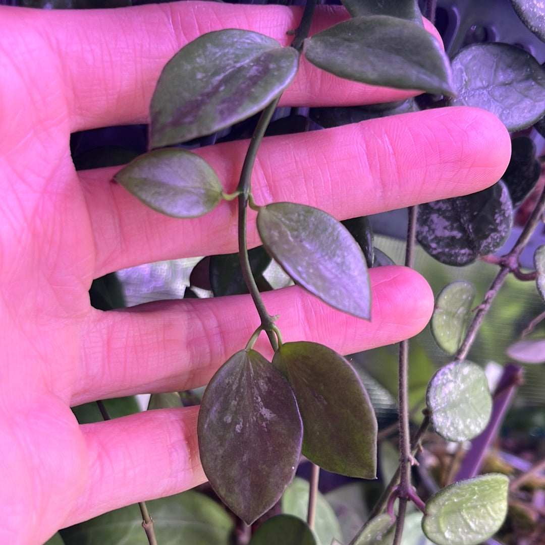 Hoya ir26 - fresh cut - 3 nodes - unrooted