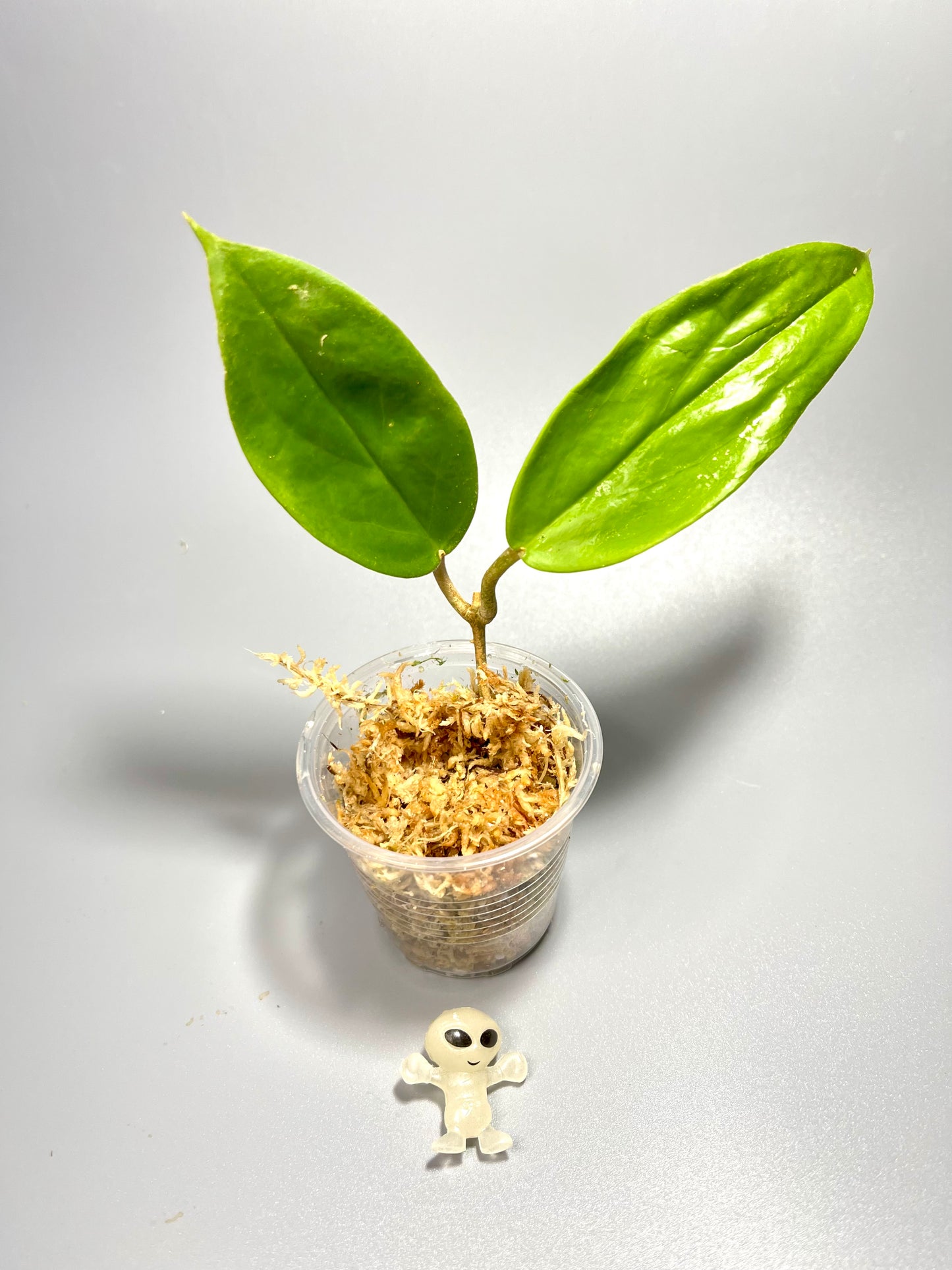 Hoya Macgregorii - Unrooted