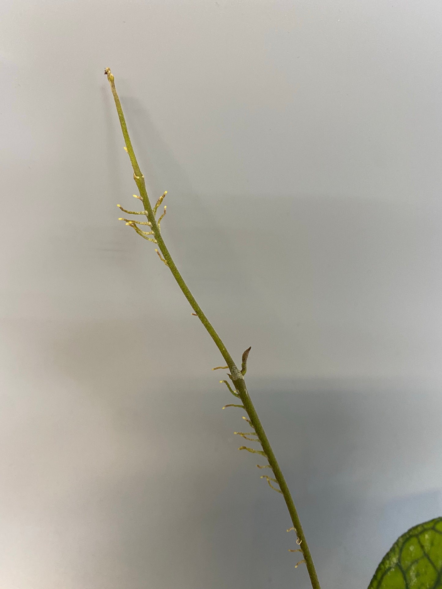 Hoya Finlaysonii - active growth