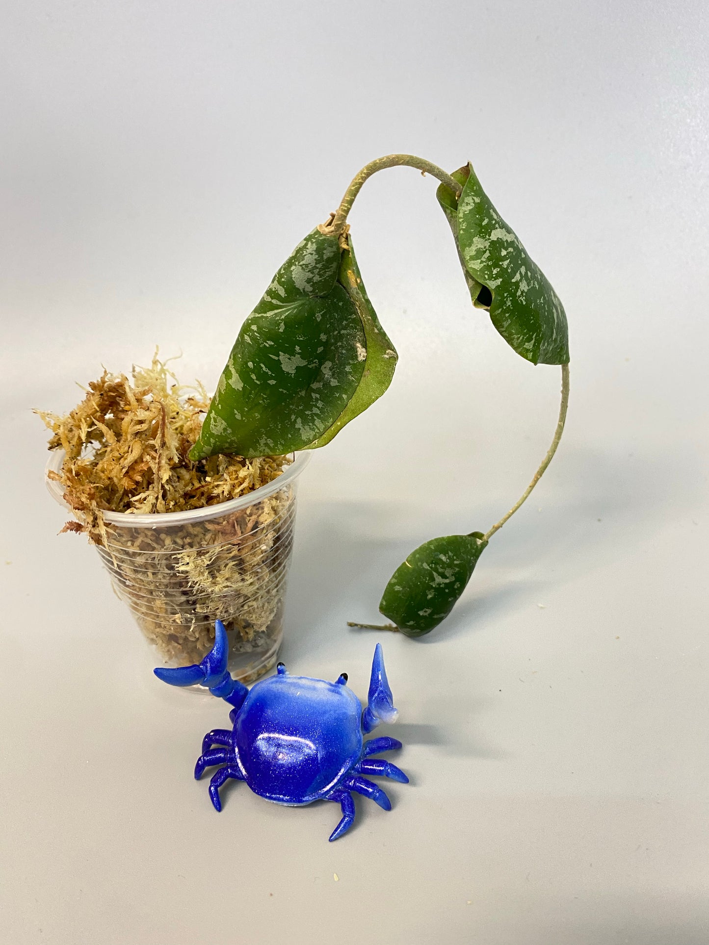 Hoya imbricata - starting to root