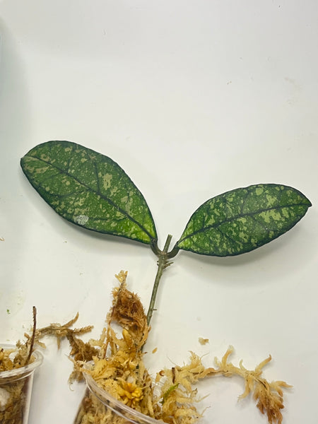 Hoya crassipetiolata splash - 1 plant -  Unrooted