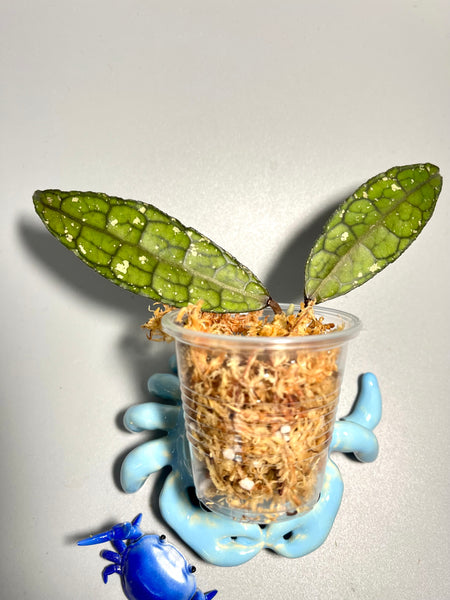 Hoya clemensorium - fresh cutting 1 node / 2 leaves - Unrooted