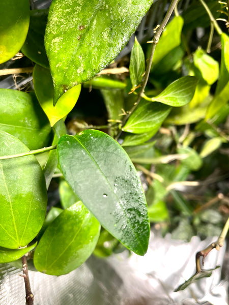 Hoya sp aff evelinae - fresh cut 1 node/1 leaf