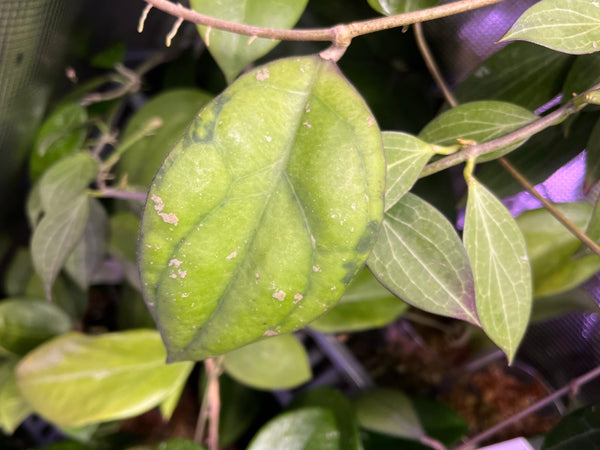 Hoya sp borneo round leaf epc 953 - fresh cut 1 node/ 1 leaf Unrooted 1 node