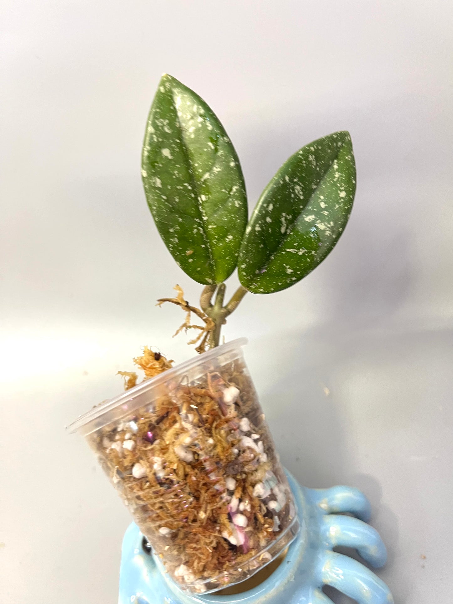 Hoya carnosa Wilbur graves (Russia) - Unrooted