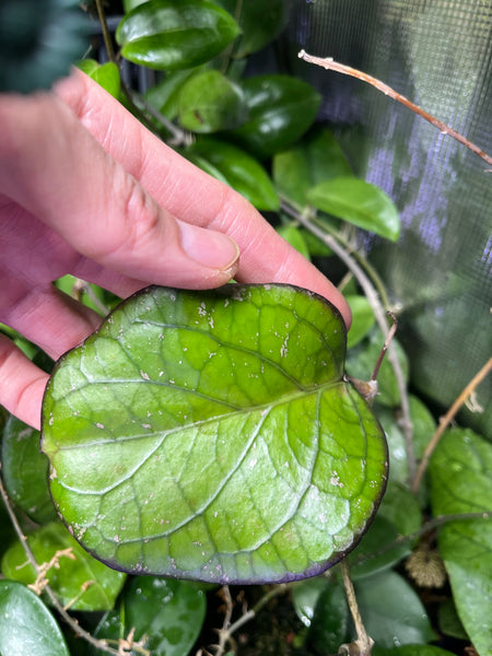 Hoya priktai  - fresh cut - 1 leaf/ 1 node - Unrooted