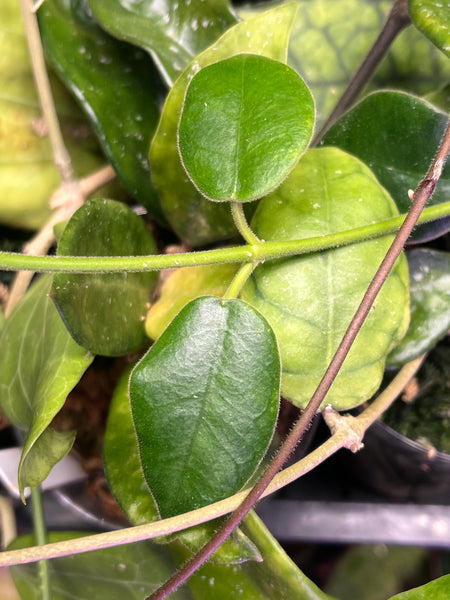 Hoya gigas - has large flowers - fresh cut 1 node